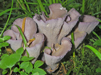 Gomphus clavatus, chanterelle violette, oreille de cochon