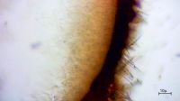 auricularia_auricula-judae-m_20230315_170129_074