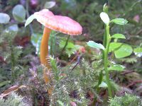 cantharellus_lutescens_001