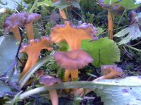 cantharellus_lutescens_003