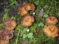 cantharellus_lutescens_005