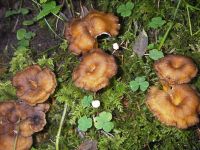 cantharellus_lutescens_014