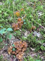 cantharellus_lutescens_027