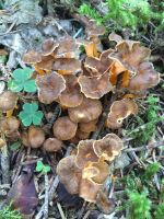 cantharellus_lutescens_028