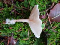 clitocybe_candicans_013
