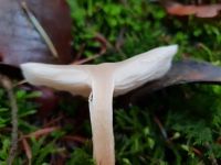 clitocybe_candicans_015