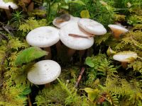 clitocybe_candicans_018