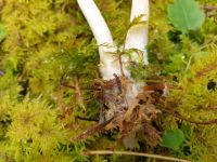 clitocybe_candicans_021
