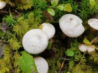 clitocybe_candicans_023