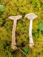 clitocybe_candicans_026