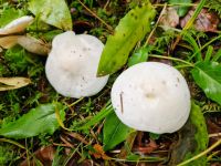 clitocybe_candicans_20220930_100