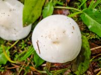 clitocybe_candicans_20220930_101