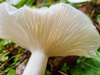 clitocybe_candicans_20220930_105