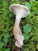clitocybe_clavipes_016