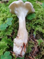 clitocybe_clavipes_019