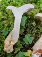 clitocybe_clavipes_021