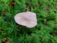 clitocybe_fragrans_013