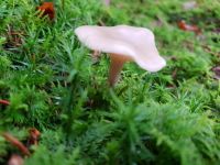 clitocybe_fragrans_015