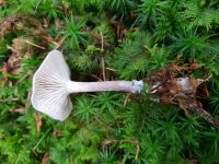 clitocybe_fragrans_016