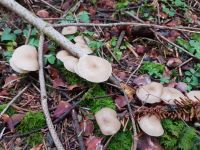clitocybe_fragrans_019