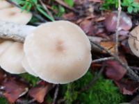 clitocybe_fragrans_021