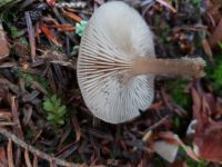 clitocybe_fragrans_022