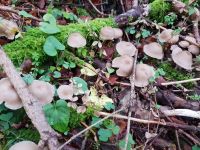 clitocybe_fragrans_025