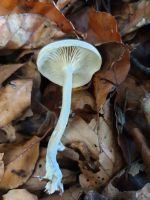 clitocybe_fragrans_031