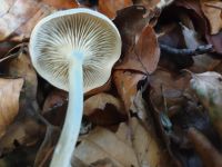 clitocybe_fragrans_032