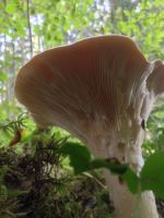 clitocybe_geotropa_001