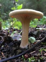 clitocybe_geotropa_004