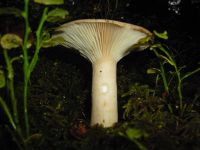 clitocybe_geotropa_010
