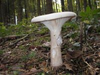 clitocybe_geotropa_011