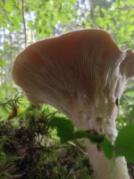clitocybe_geotropa_014