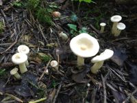 clitocybe_geotropa_015