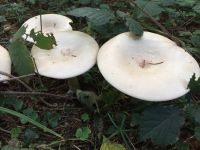 clitocybe_geotropa_021