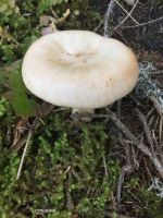 clitocybe_geotropa_023