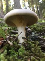 clitocybe_geotropa_024