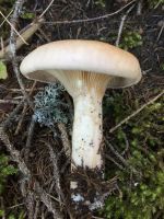 clitocybe_geotropa_025