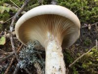 clitocybe_geotropa_026