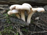 clitocybe_geotropa_030