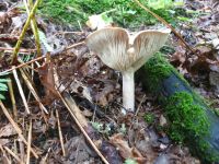 clitocybe_geotropa_034