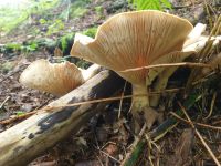clitocybe_geotropa_035