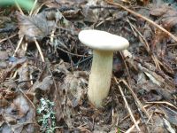 clitocybe_geotropa_036