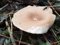 clitocybe_geotropa_040