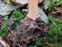 clitocybe_geotropa_045