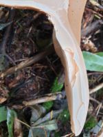 clitocybe_geotropa_047