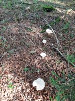 clitocybe_geotropa_053