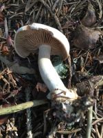 collybia_fodiens_011